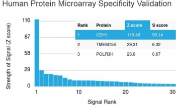 E-Cadherin Antibody / CDH1