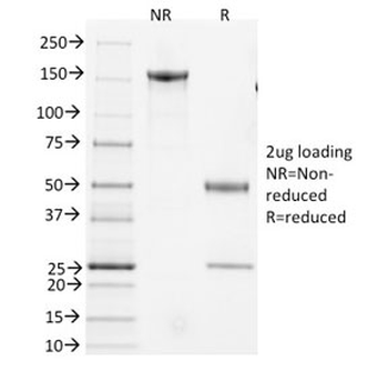 CD3 epsilon Antibody