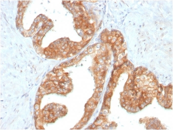 c-RET Antibody
