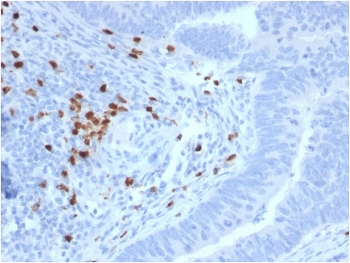 c-RET Antibody