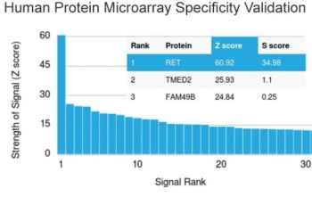 c-RET Antibody