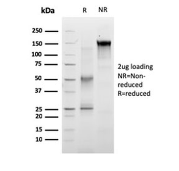 c-RET Antibody