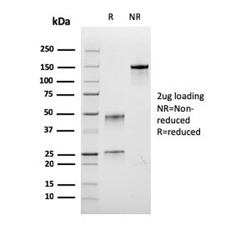 Recombinant Bromodeoxyuridine Antibody / BrdU