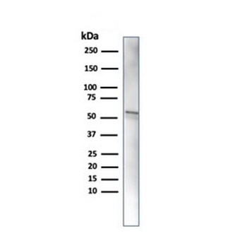 HA Tag Antibody