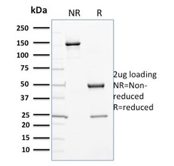 CYP3A1 Antibody