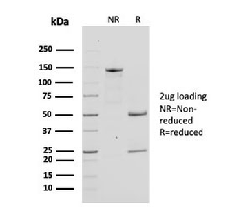 Bcl-X Antibody