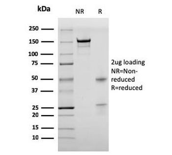 Recombinant Bromodeoxyuridine Antibody / BrdU