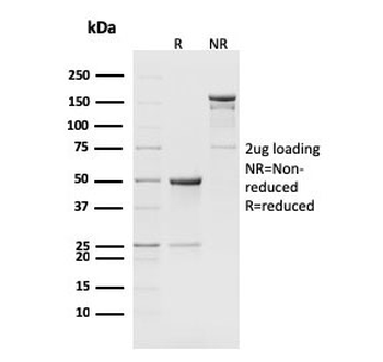 CD8b Antibody