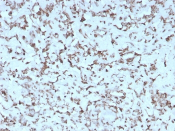 Cytochrome C Antibody