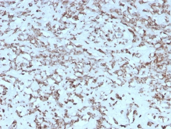 Cytochrome C Antibody