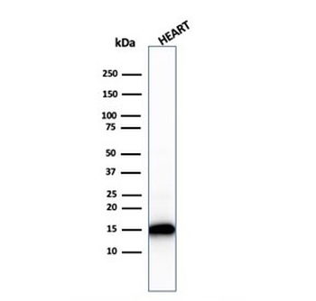 Cytochrome C Antibody