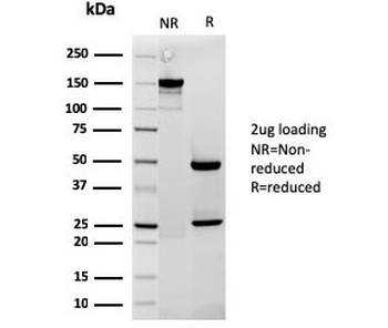 Cytochrome C Antibody