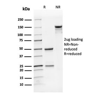 CD31 Antibody / PECAM-1
