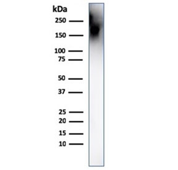 CD45 Antibody (Leukocyte marker)