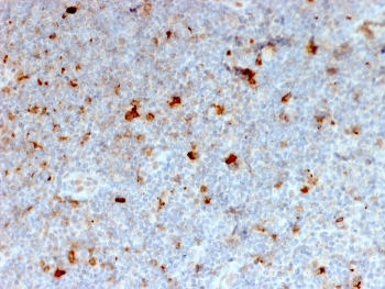 OX40 Antibody / CD134