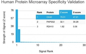 OX40 Antibody / CD134