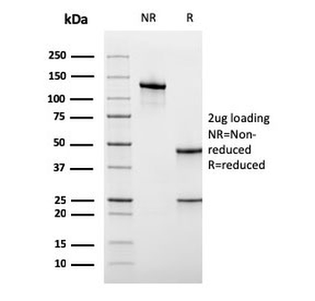 CD45RA Antibody (Leukocyte marker)