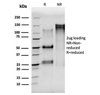 Alpha Tubulin Antibody