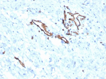 CD31 Antibody / PECAM-1