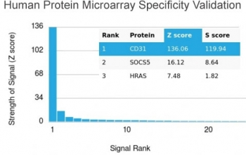 CD31 Antibody / PECAM-1