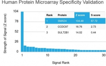 SMAD4 Antibody