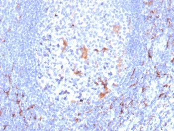 CD163 Antibody