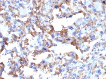 CD163 Antibody