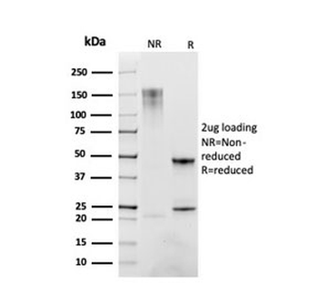 CD163 Antibody