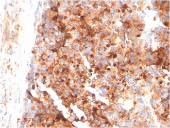 CD63 Antibody / LAMP-3