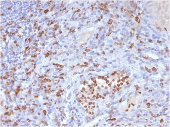 CD63 Antibody / LAMP-3