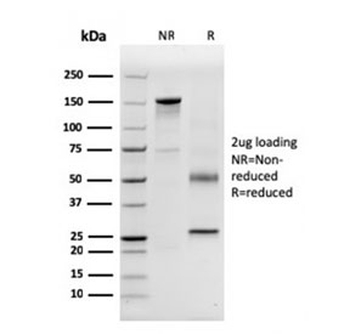 CD63 Antibody / LAMP-3