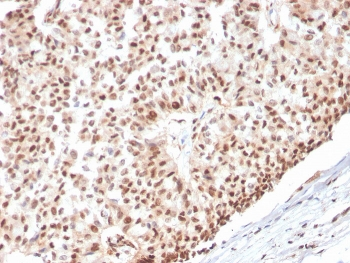 Estrogen Receptor alpha Antibody