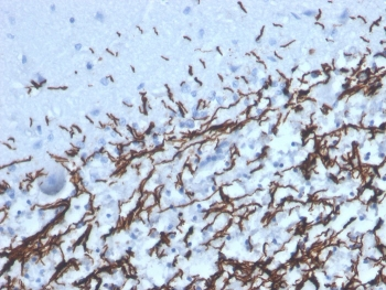 MBP Antibody / Myelin Basic Protein