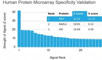 MBP Antibody / Myelin Basic Protein