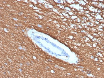 MBP Antibody / Myelin Basic Protein