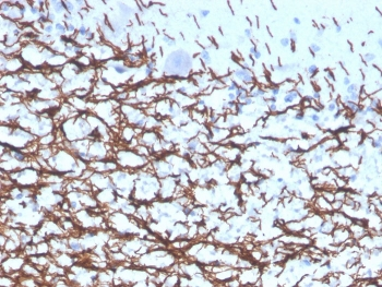 MBP Antibody / Myelin Basic Protein