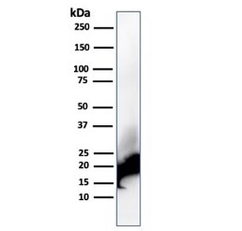 MBP Antibody / Myelin Basic Protein