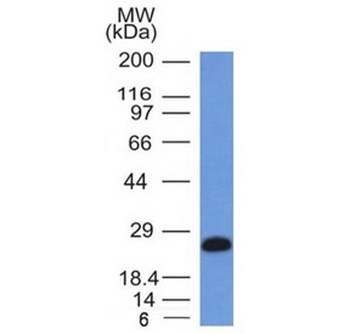 CD79a Antibody