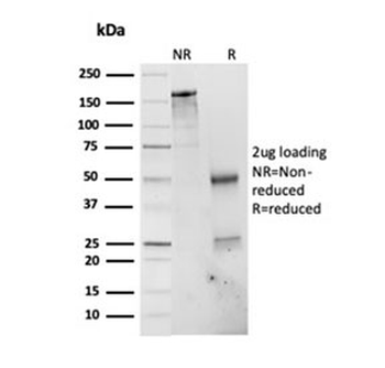 PSMD4 Antibody