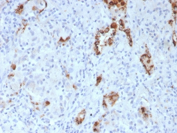 Napsin A Antibody