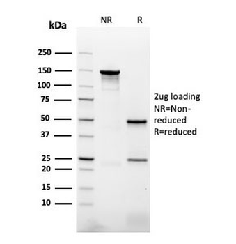 Napsin A Antibody