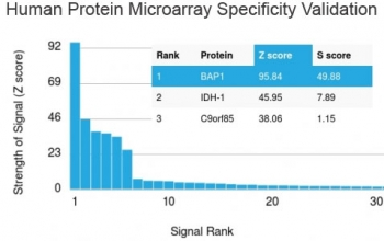 BAP1 Antibody