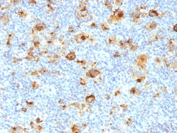 CD15 Antibody / SSEA-1