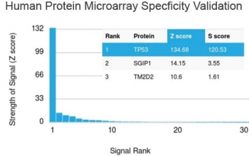p53 Antibody / TP53