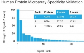 CD80 Antibody