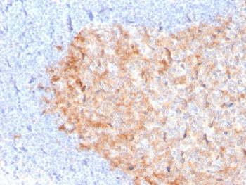 CD86 Antibody