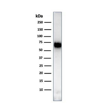 CD86 Antibody