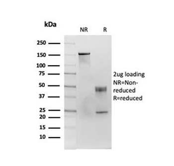 CD86 Antibody
