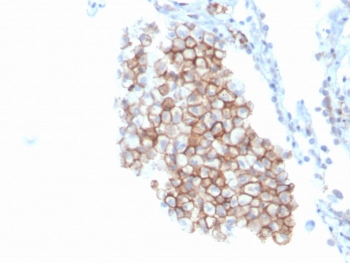 CD86 Antibody