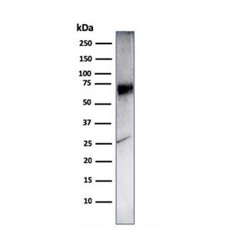 CD86 Antibody